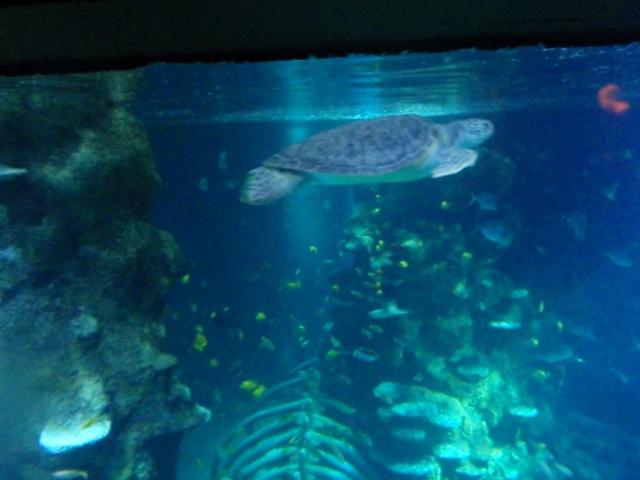 Turtle